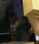 BFDKNYPS_01_0109.jpg