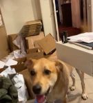 bfigl_001_3174.jpeg