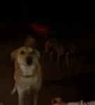 Filename=bfigl_001_1394.jpeg
Filesize=11KiB
Dimensions=608x1088
Date added=Feb 11, 2021 bfigl_001_1394.jpeg