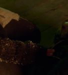 dotw_01_3298.jpeg